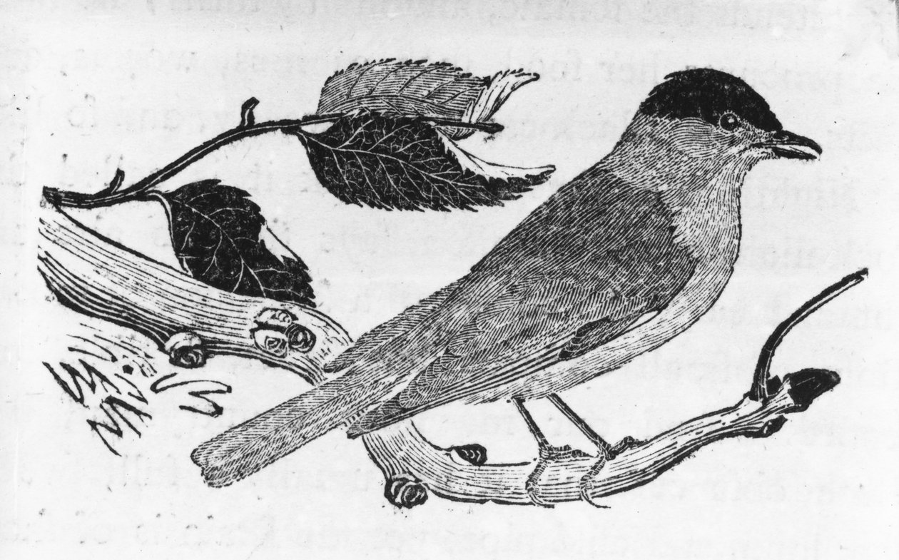 The Black-Cap, illustration från "A History of British Birds" av Thomas Bewick, publicerad första gången 1797 av Thomas Bewick