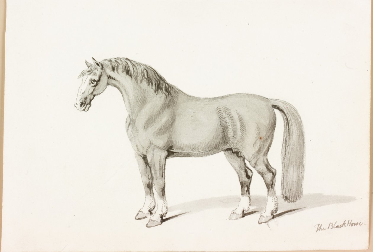 Den svarta hästen (bläck på papper) av Thomas Bewick