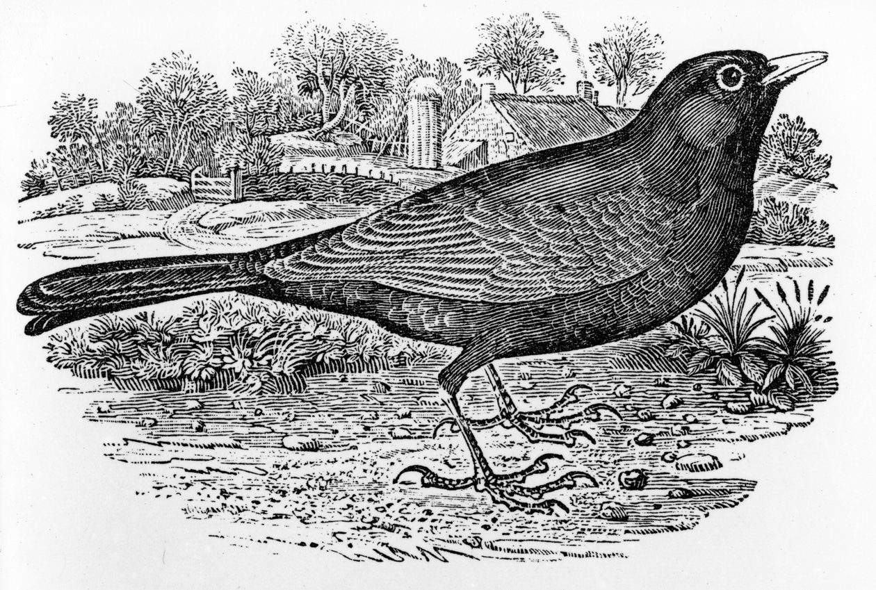 The Blackbird, illustration från "A History of British Birds" av Thomas Bewick, publicerad första gången 1797 av Thomas Bewick