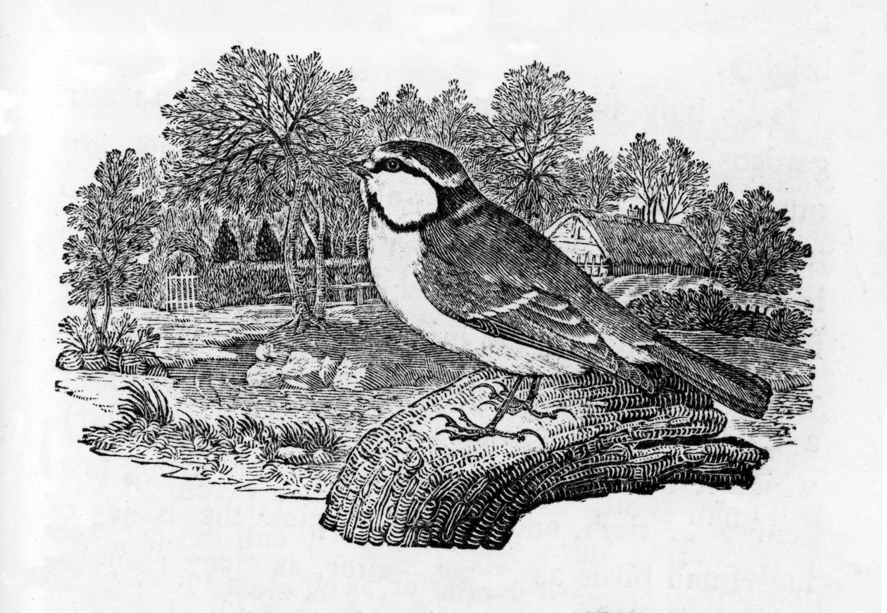 Blåmes, illustration från "A History of British Birds" av Thomas Bewick, första gången publicerad 1797. av Thomas Bewick