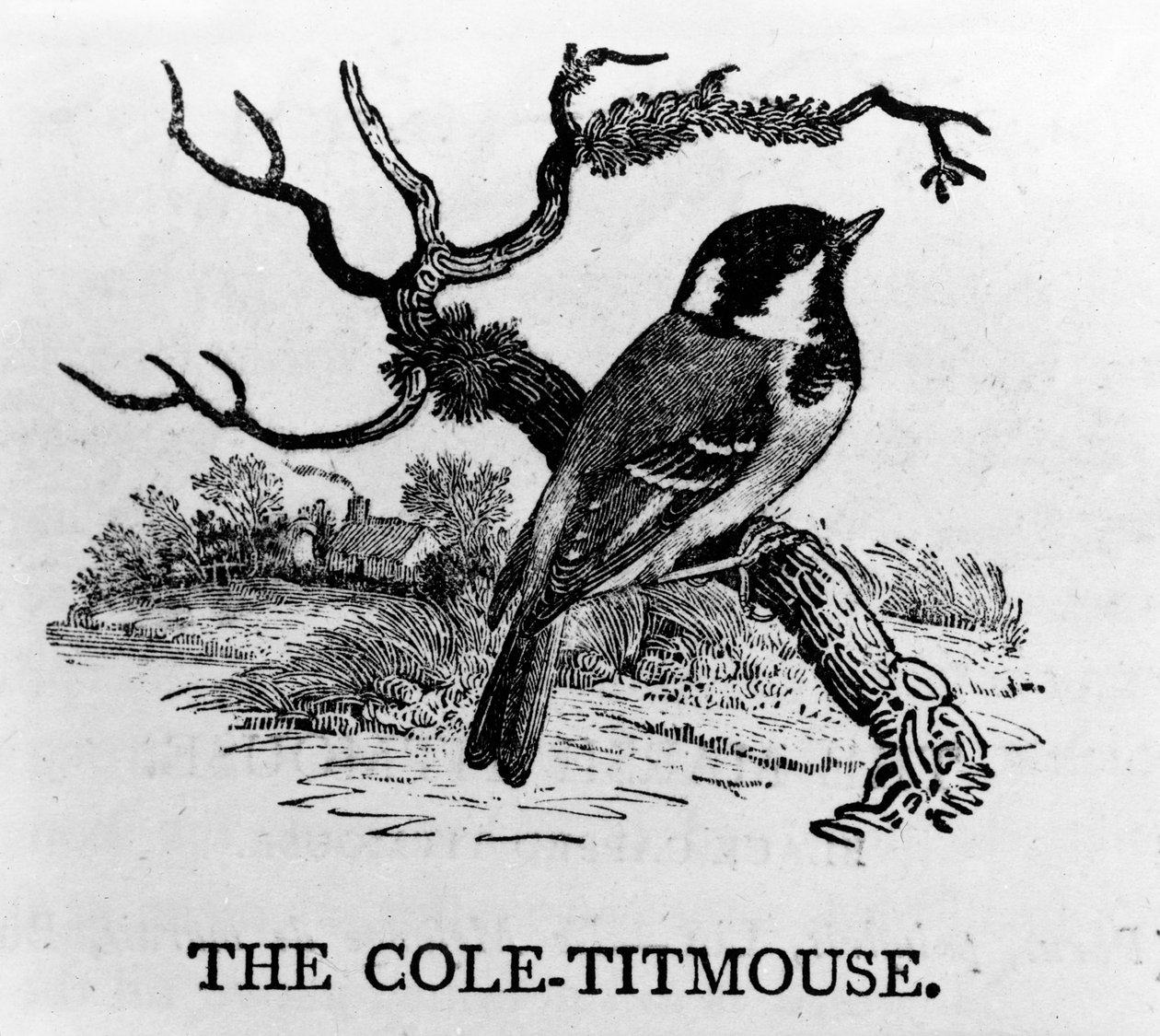 The Cole-Titmouse, illustration från "The History of British Birds" av Thomas Bewick, publicerad första gången 1797 av Thomas Bewick