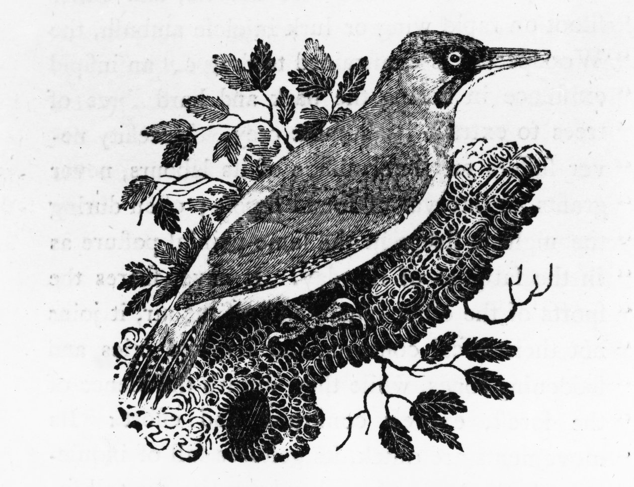 The Green Woodpecker, illustration från "A History of British Birds" av Thomas Bewick, publicerad första gången 1797 av Thomas Bewick