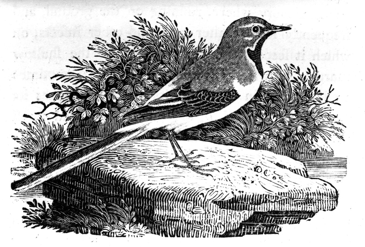 The Grey Wagtail, illustration från "A History of British Birds" av Thomas Bewick, publicerad första gången 1797 av Thomas Bewick