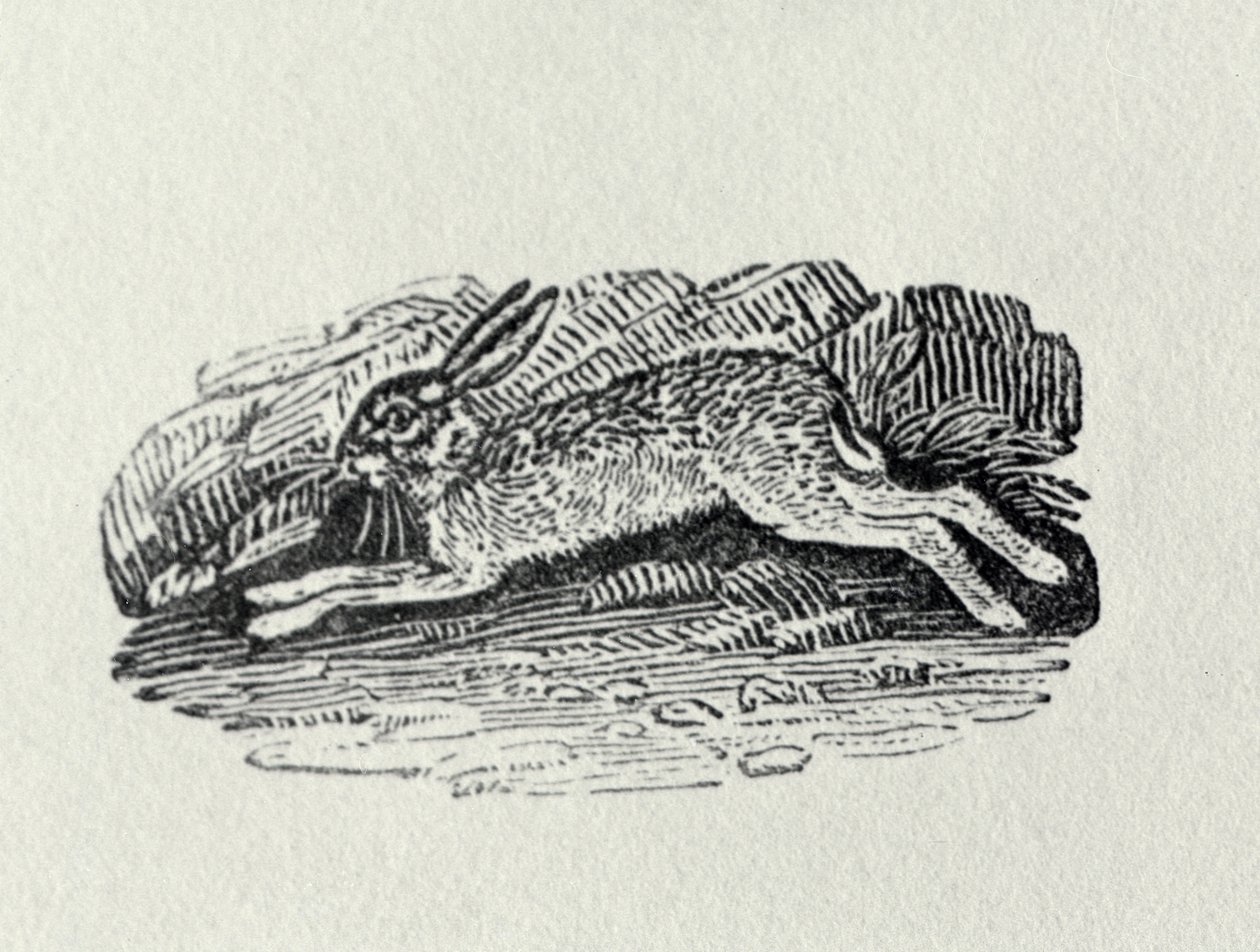 Haren från "History of British Birds and Quadrupeds" av Thomas Bewick