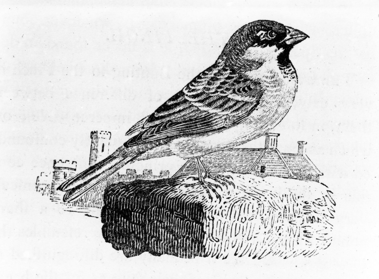 The House Sparrow, illustration från "A History of British Birds", av Thomas Bewick, publicerad första gången 1797 av Thomas Bewick