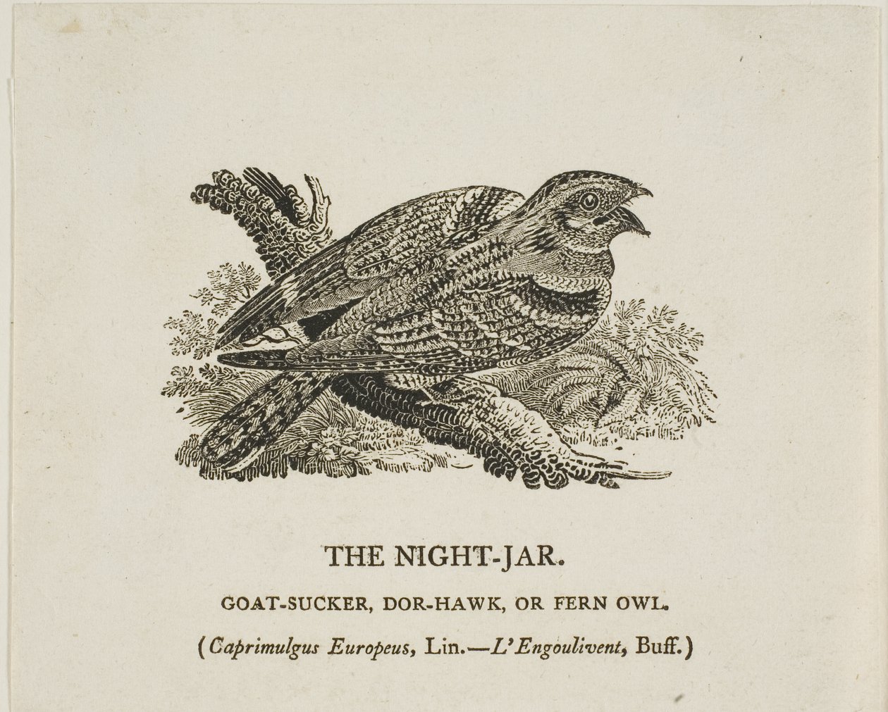Natt-Jar av Thomas Bewick