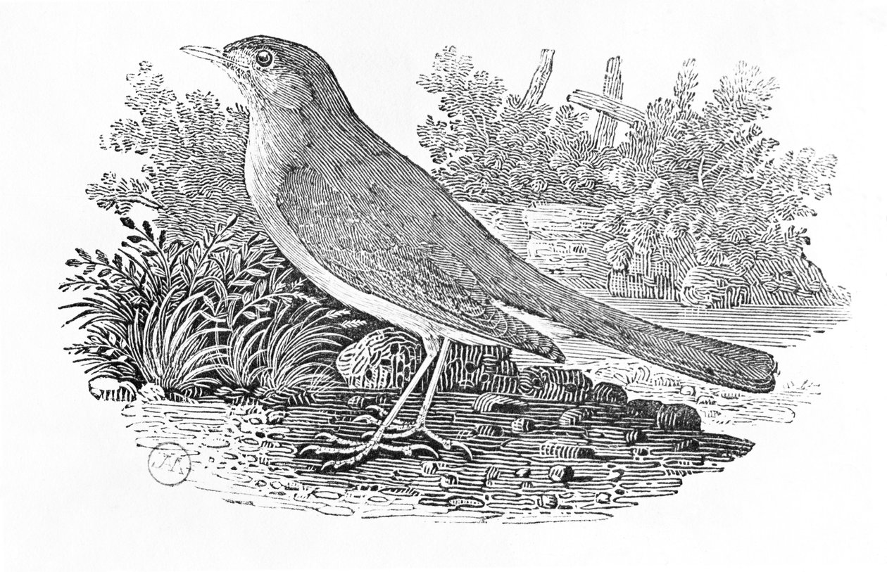 Näktergal (Luscinia megarhynchos) från "History of British Birds" Volume I, pub. 1797 (trägravyr) av Thomas Bewick