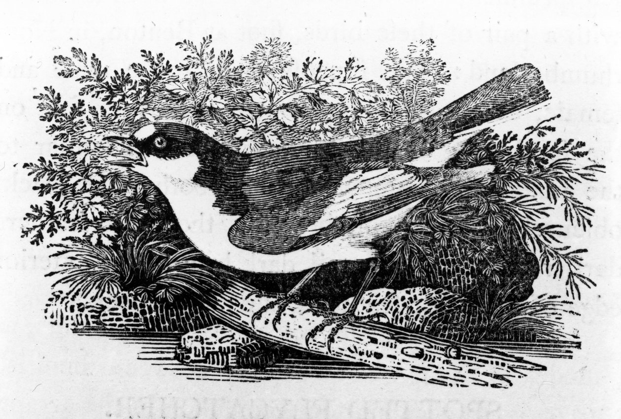 The Pied Flycatcher, illustration från "A History of British Birds" av Thomas Bewick, publicerad första gången 1797 av Thomas Bewick