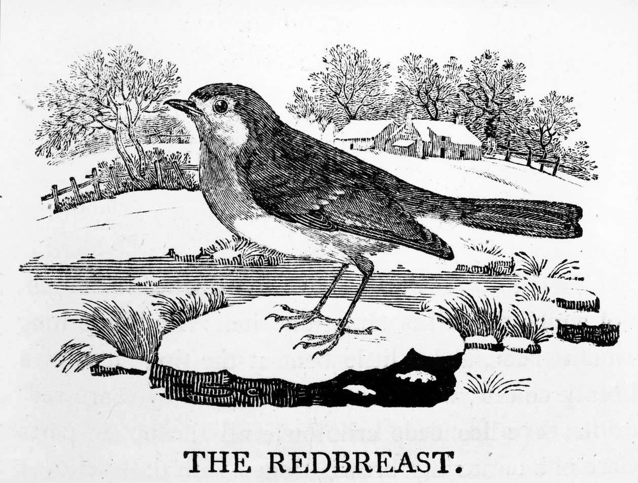 The Redbreast, illustration från 