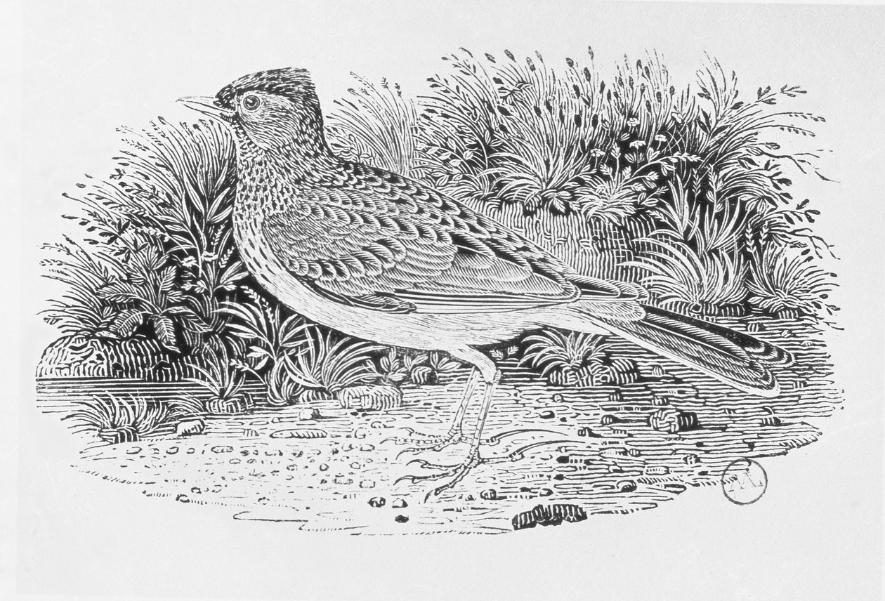 Skylarken (Alauda arvensis) från "History of British Birds" Volume I, pub. 1797 (trägravyr) av Thomas Bewick