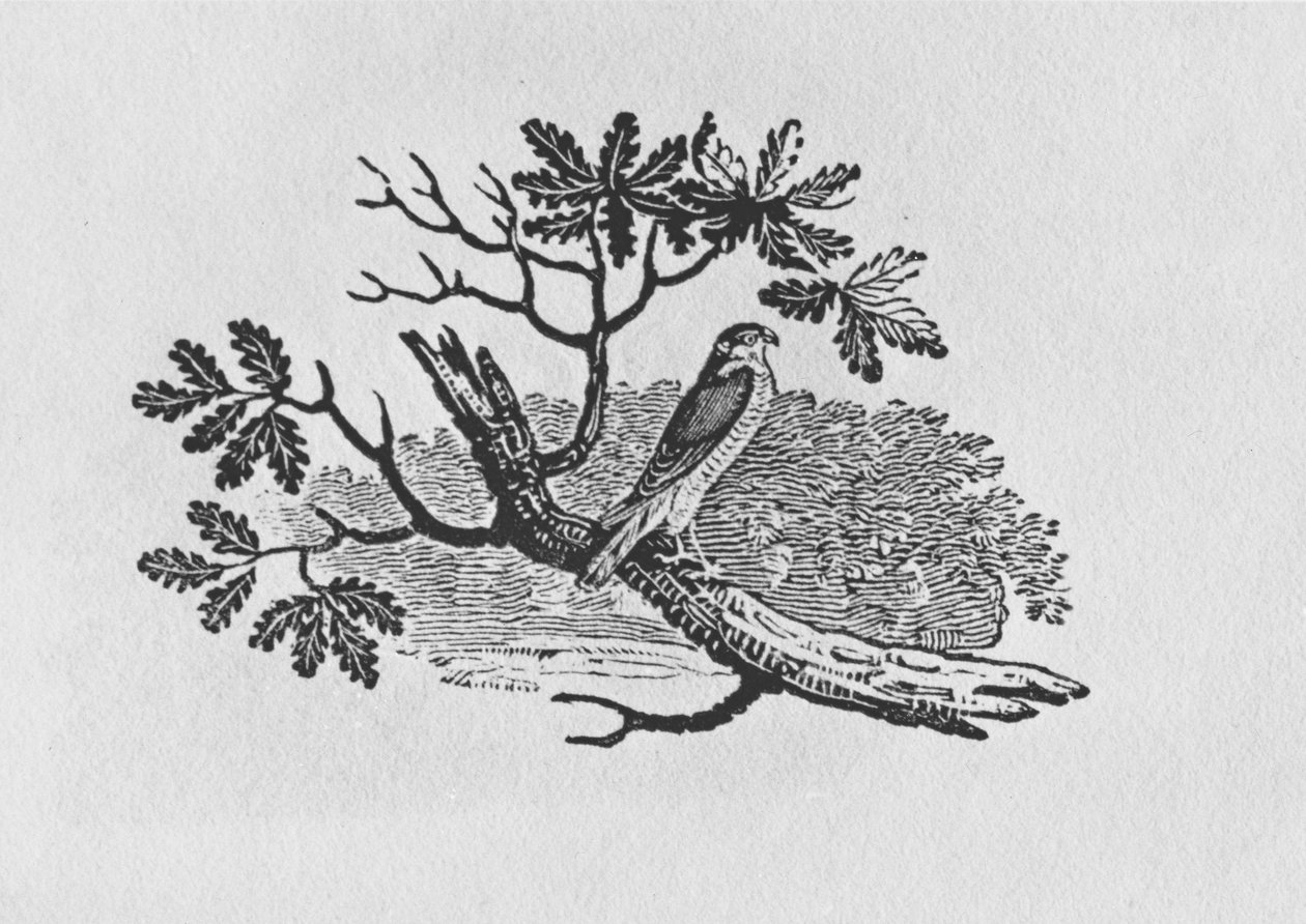 Sparrowhawken (Accipiter nisus) från "History of British Birds" volym I, pub. 1797 (trästick) av Thomas Bewick