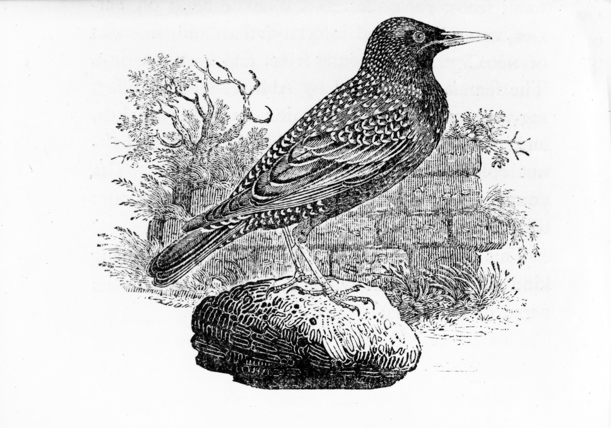 Staren, illustration från 