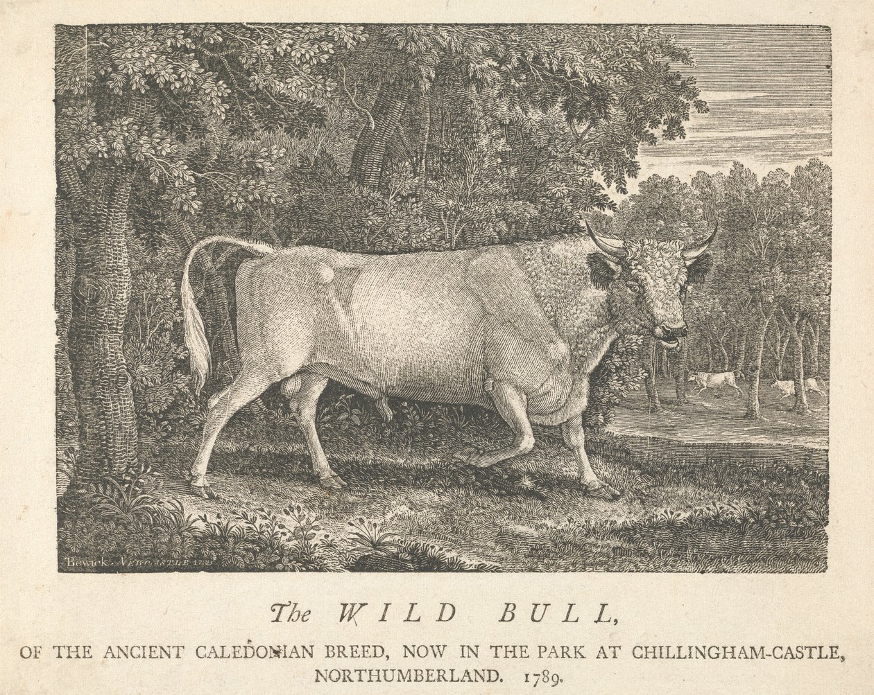 Den vilda tjuren, av den antika kaledonska rasen, nu i parken i Chillingham-Castle, Northumberland. av Thomas Bewick