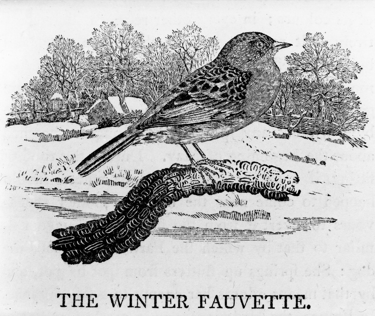 The Winter Fauvette, illustration från 