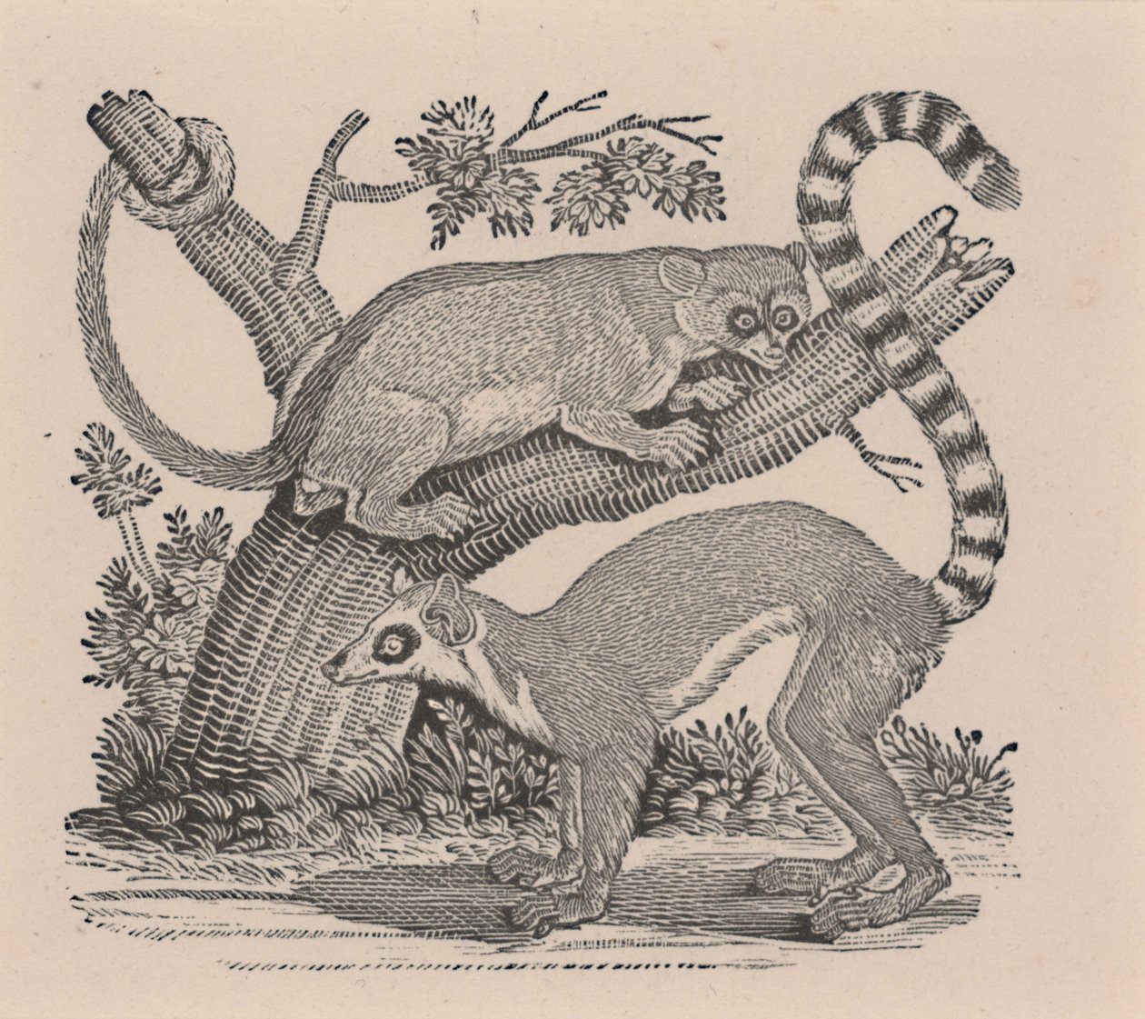 Två lemurer, från "General History of Quadrupeds" av Thomas Bewick