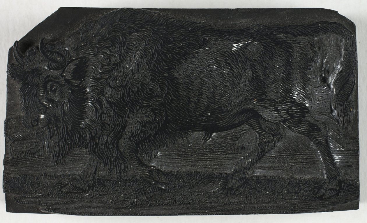 Träblock för Urus eller Wild Bull, från A General History of Quadrupeds av Thomas Bewick