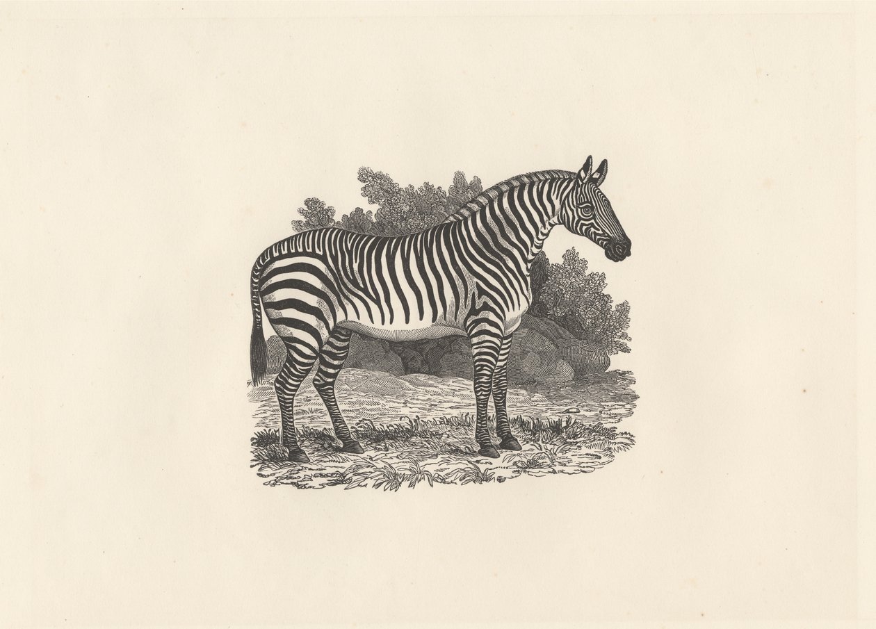 Zebra av Thomas Bewick
