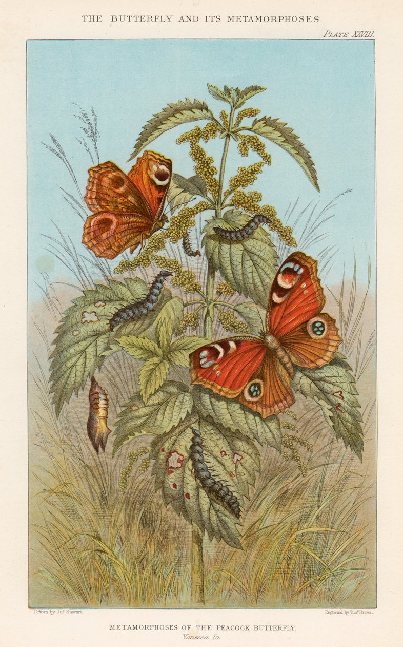 Metamorfoser av påfågelfjärilen, 1888 av Thomas Brown