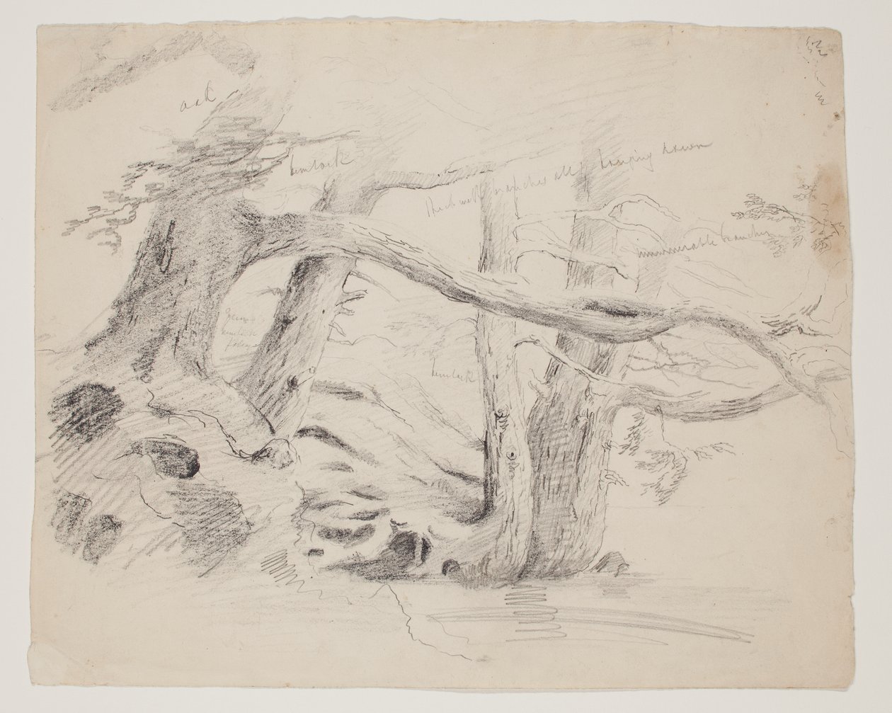Ek- och hemlockträd (penna på papper) av Thomas Cole