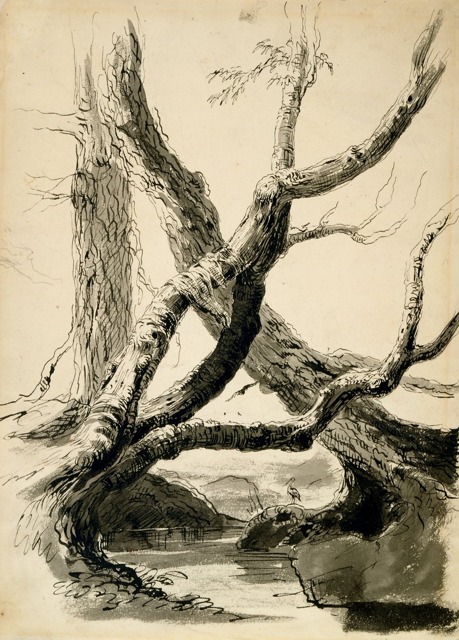 Sketch of Tree Trunks, ca 1825-40 (svart bläck, penna, tvätt & penna på vitt papper) av Thomas Cole