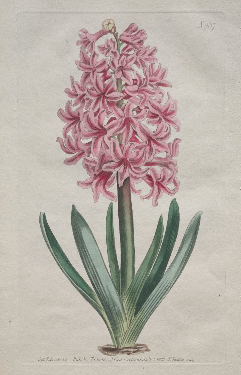 The Botanical Magazine eller Flower Garden Visas: Trädgårdshyacint av Thomas Curtis