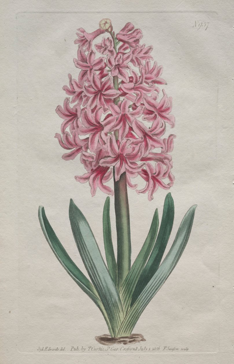 The Botanical Magazine eller Flower Garden Visas: Garden Hyacinth, 1806. av Thomas Curtis