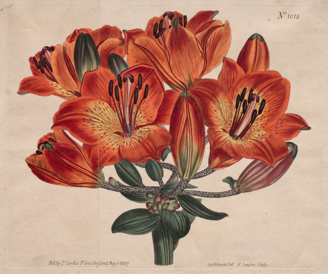 展示されている植物誌またはフラワー ガーデン av Thomas Curtis
