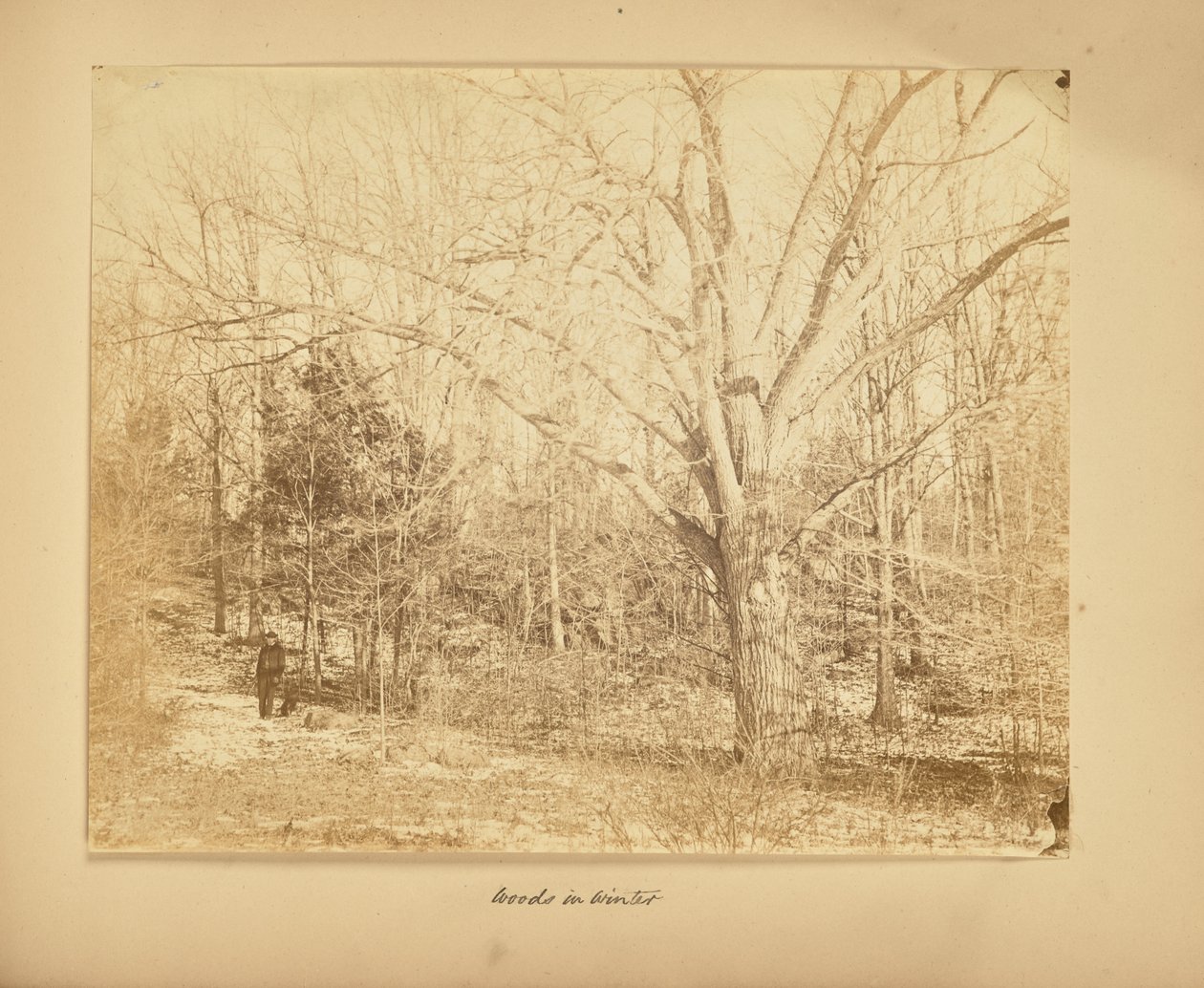 Skogen på vintern av Thomas E. Jevons