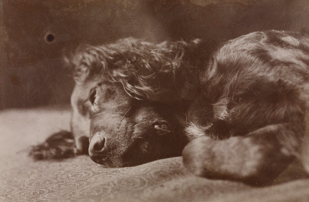 Boyce, porträtt av en setterhund av Thomas Eakins
