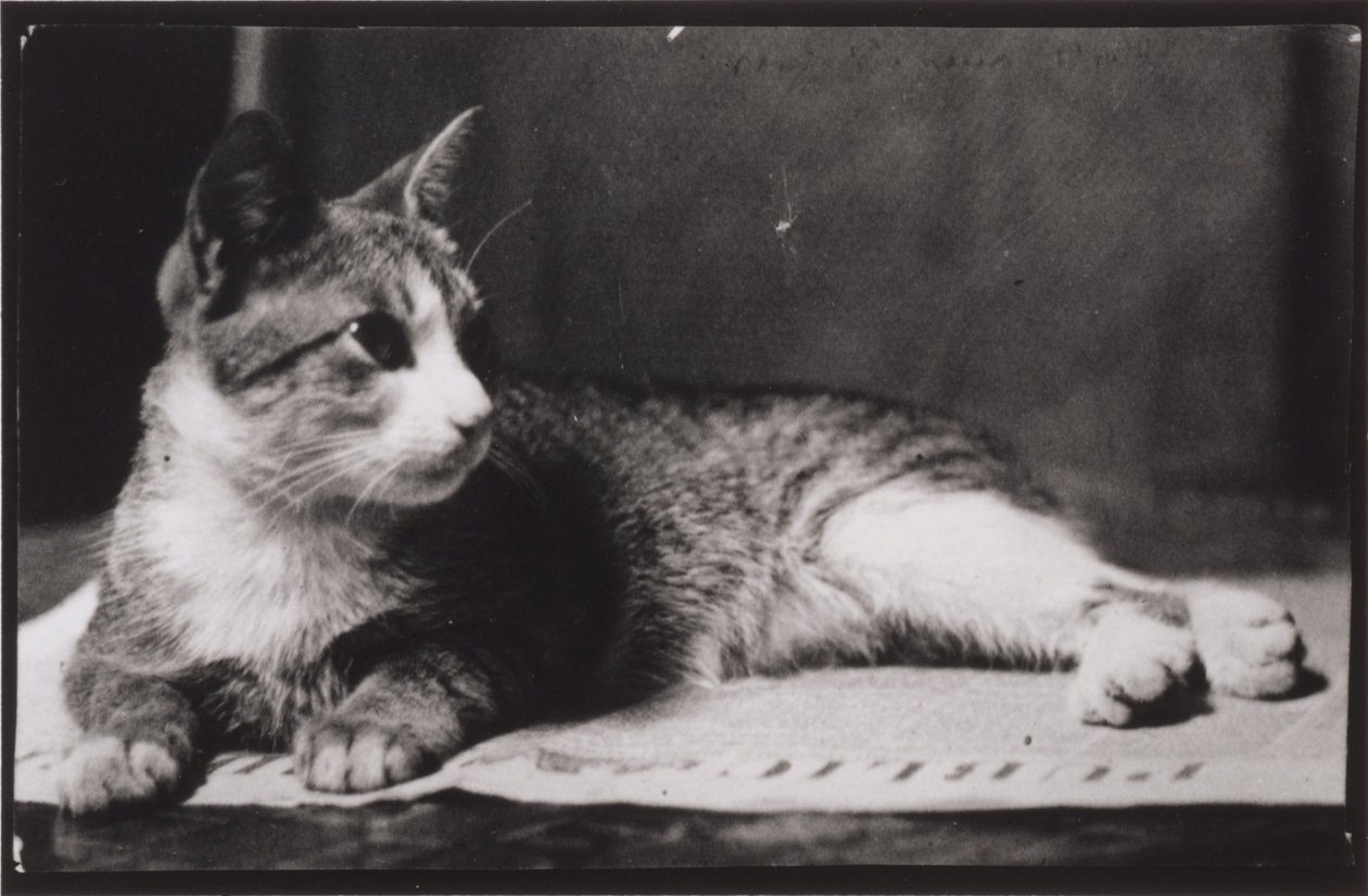 Fru Thomas Eakins katt av Thomas Eakins