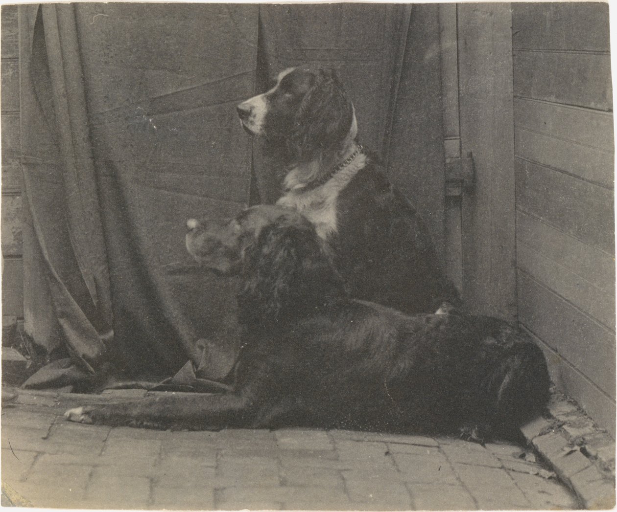 [Thomas Eakins hund Harry och en annan setter], 1880-talet, 1880-talet. av Thomas Eakins
