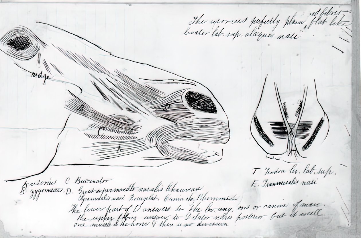 Untitled Anatomical Study Of Horse