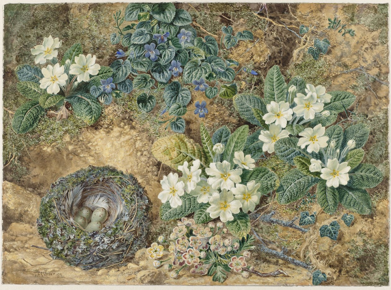 Stilleben av ett fågelbo, violer, primula och äppelblom av Thomas Frederick Collier