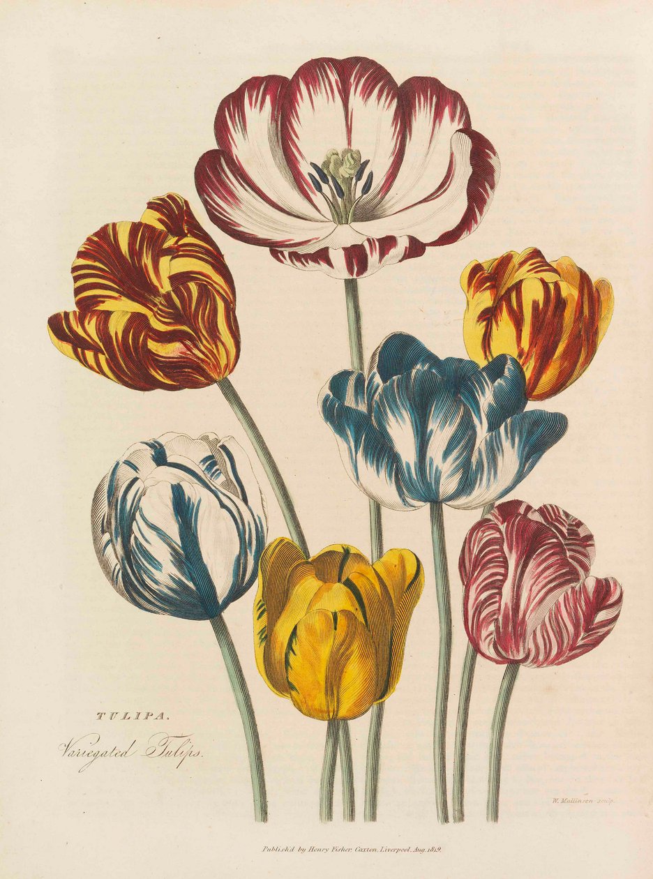 Det universella växtmedlet, 1824. av Thomas Green