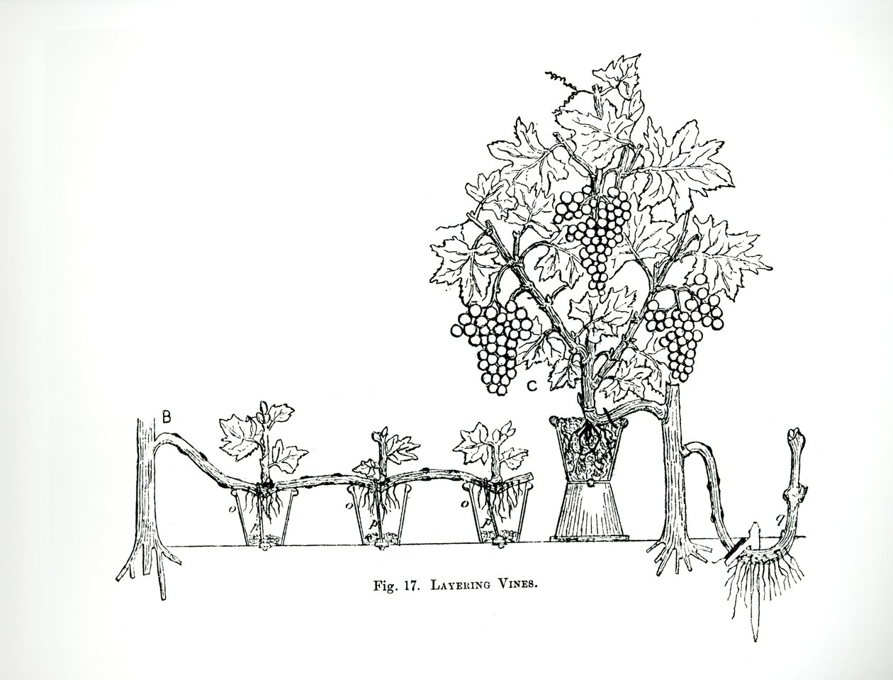 Layering vinstockar, från Thomas Mawsons "The Art and Craft of Garden Making", publicerad 1900 (gravyr) (s/v foto) av Thomas Hayton Mawson
