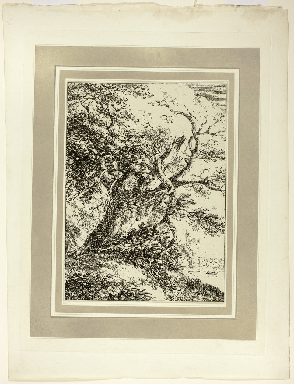 Old Tree, från första numret av Specimens of Polyautography av Thomas Hearne