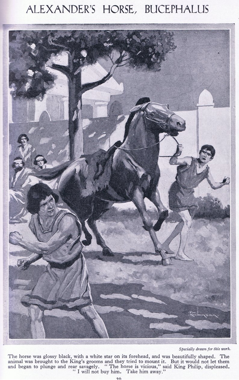Alexanders häst, Bucephalus: hästen var glänsande svart med en vit stjärna i pannan, ca 1950 (litografi) av Thomas Heath Robinson
