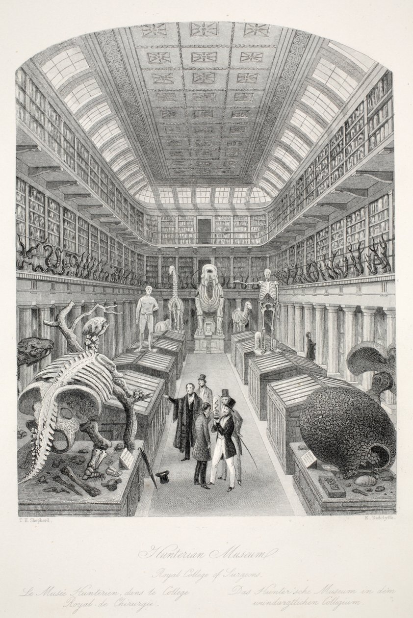 Hunterian Museum, Royal College of Surgeons, från puben "London Interiors with their Costumes and Ceremonies". Joseph Mead, London, ca 1843 (stålgravyr) av Thomas Hosmer Shepherd