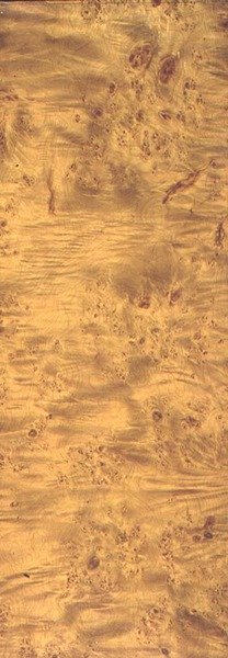 American Cottonwood, ca 1851-62 (korn på skiffer) av Thomas Kershaw