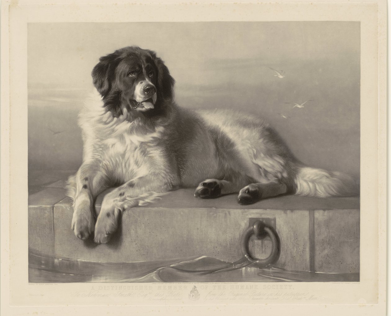 Porträtt av räddningshunden Bob, liggande på en brygga En framstående medlem av Humane Society (titel på objekt) av Thomas Landseer