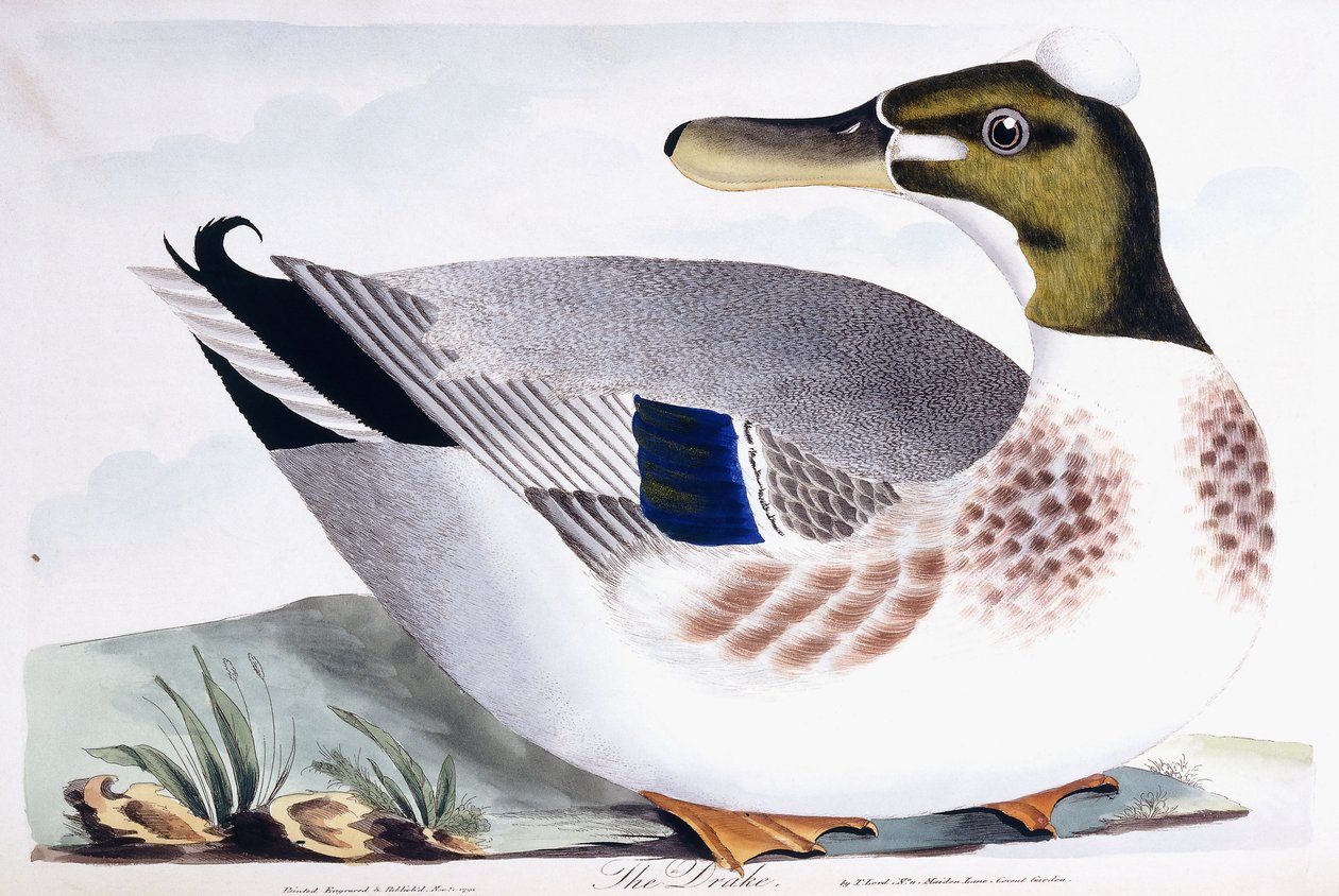 Draken, 1791-96 av Thomas Lord