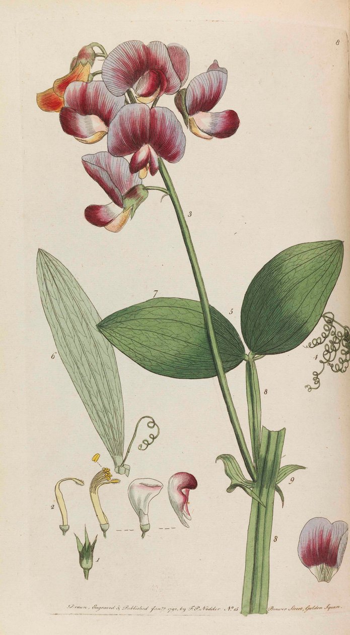 Rustik flora, 1792. av Thomas Martyn