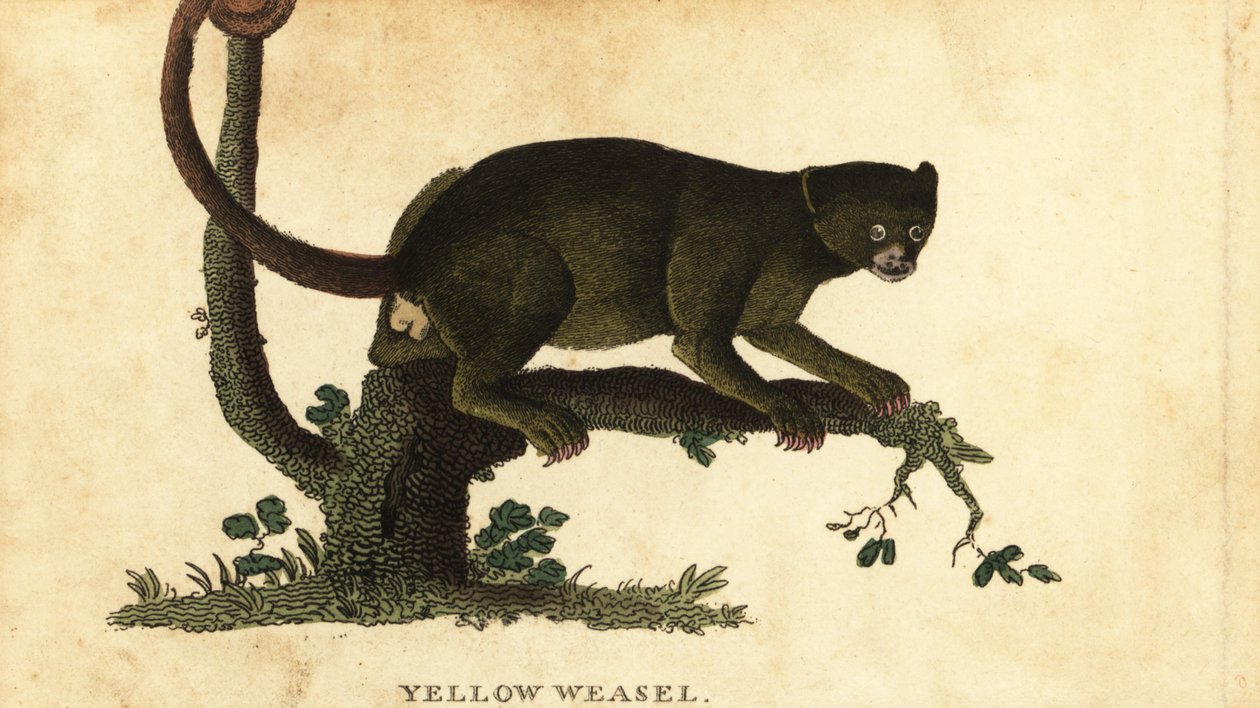 Kinkajou, Potos flavus. 1800 (gravering) av Thomas Pennant