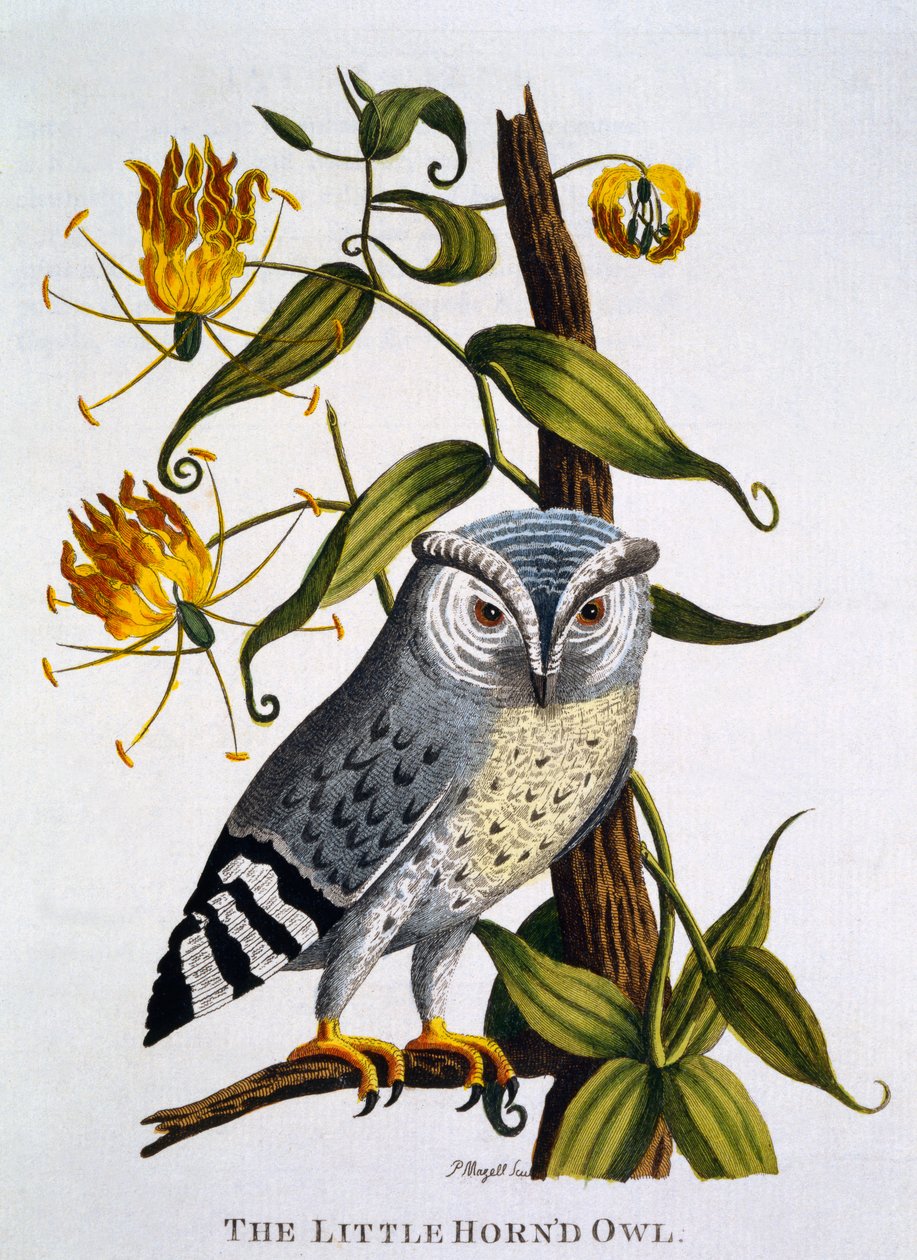 Little Horned Owl, från "Indian Zoology", publicerad 1790 av Thomas Pennant