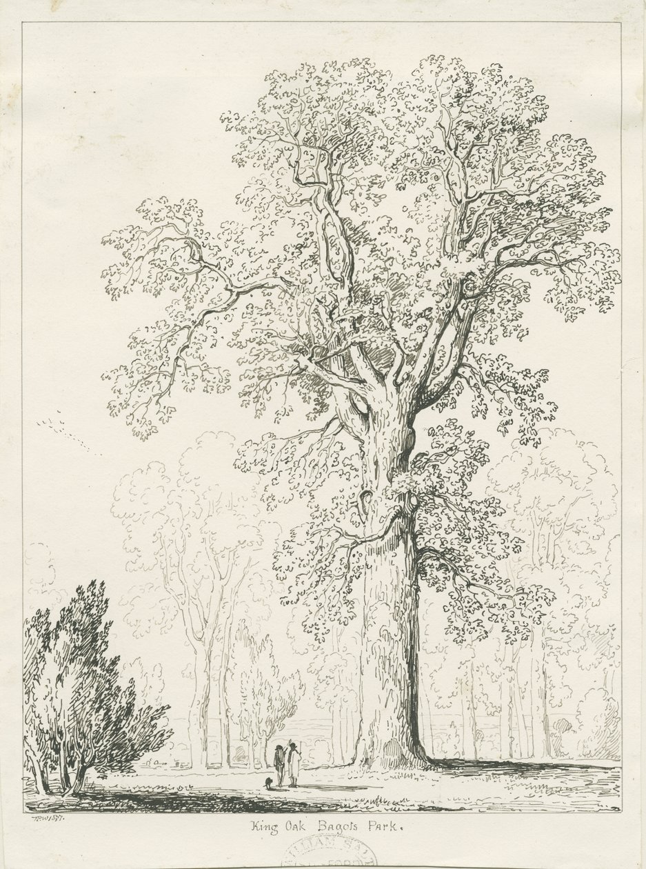 Blithfield - King Oak: ritning med penna och bläck av Thomas Peploe Wood