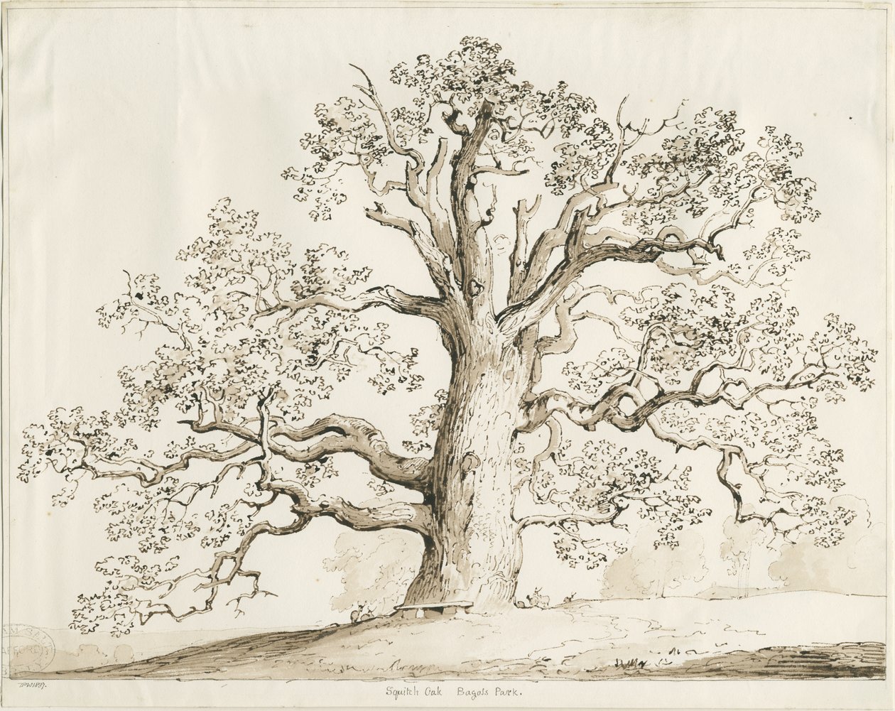 Blithfield - Squich Oak: penna och tvätt, 1837 av Thomas Peploe Wood
