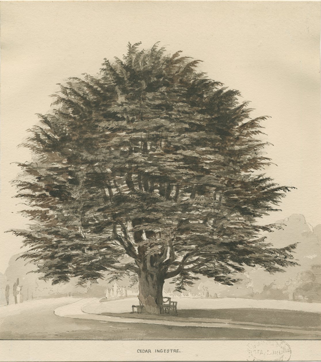 Ingestre - Cederträd: sepiateckning, nd [?1838] av Thomas Peploe Wood