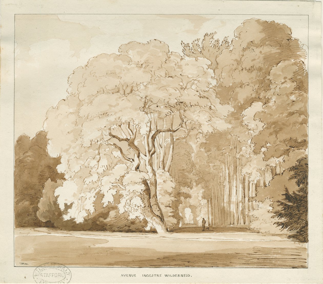 Ingestre - en studie av träd: sepiateckning, nd [?1838] (teckning) av Thomas Peploe Wood
