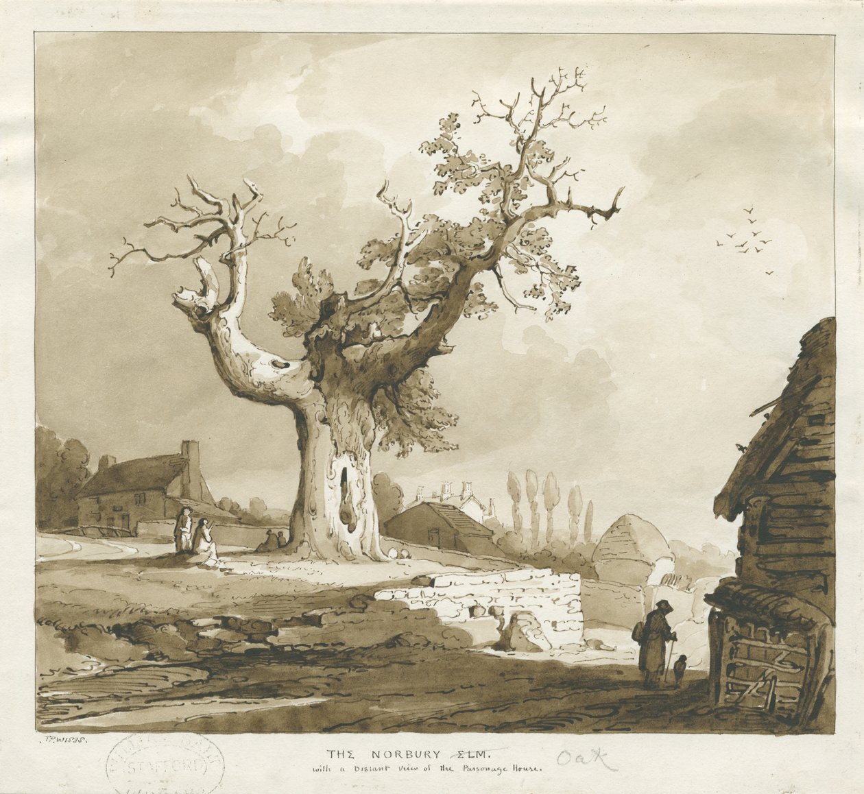 Norbury Village - "The Norbury Elm": sepiafärgad teckning av Thomas Peploe Wood