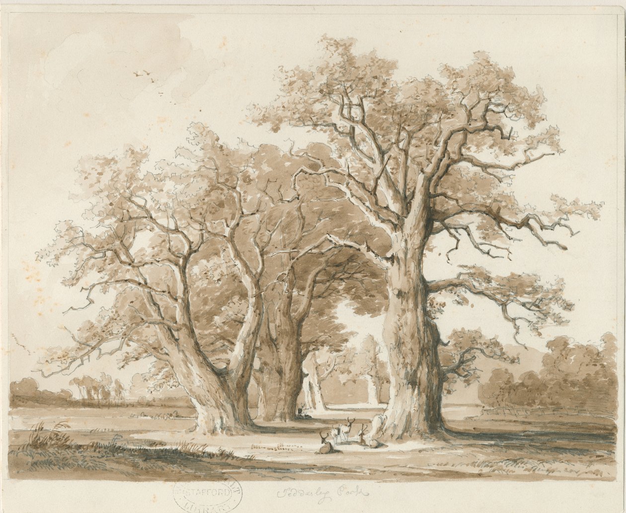 Teddesley Hall - Oak Trees: blyerts- och tvättteckning, nd [nov 1842] (ritning) av Thomas Peploe Wood